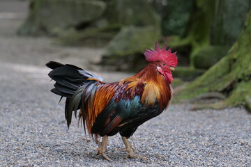 Brightly colored chickens walking on a gravel road