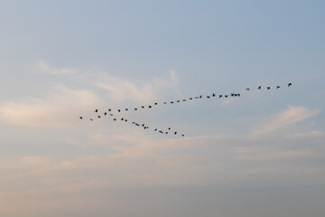 group of flying geese, cloudy sky as background