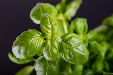 close up of basil leaves, dark background
