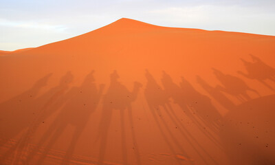 Camel caravan, shadows in the desert sand, Sahara, Morocco