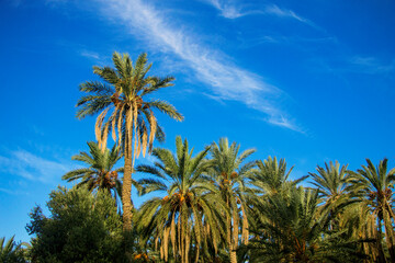 Fototapeta na wymiar Date palm trees against blue sky with white clouds