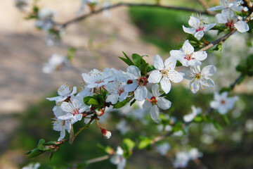 White flowers blossoming on the branch of wild tree