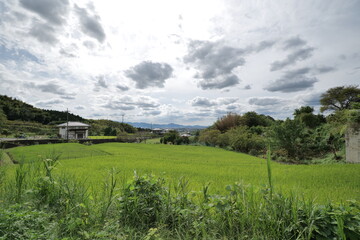 Fototapeta na wymiar A landscape photo of a rice field taken on a sunny day in mid-summer.