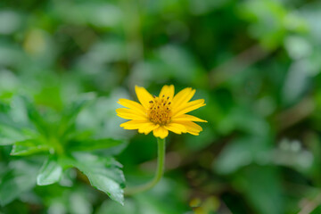 Close up of small yellow flower on blurred  natural green plants background with copy space,ecology nature view wallpaper concept using as background.