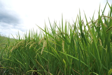 Naklejka premium Rice fields in the autumn when the harvest season has come.