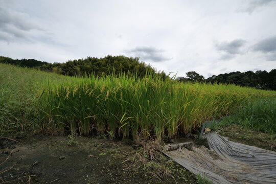A landscape photo of a rice field taken on a sunny day in mid-summer.