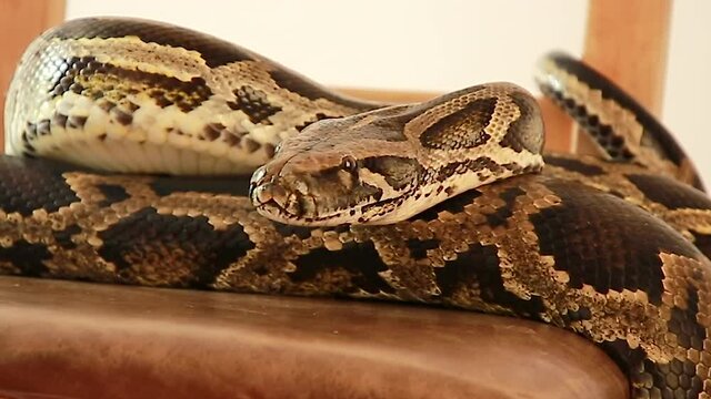 Close-up of the head of a boa-snake in front. The Python lies motionless.