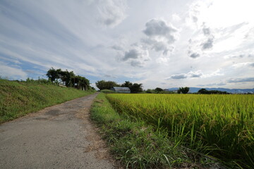 Fototapeta na wymiar A landscape photo of a rice field taken on a sunny day in mid-summer.
