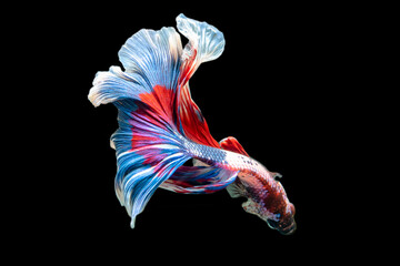 Rhythmic of Betta  siamese fighting fish betta splendens (Halfmoon  long tail fancy Tricolor...
