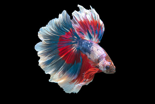 Rhythmic of Betta  siamese fighting fish betta splendens (Halfmoon  long tail fancy Tricolor red,blue,white ),isolated on black background.