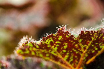 Fresh leaves of begonia on the background of fertile soil. View from above. Macro photo