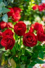 close up on red roses in flower shop with blur flowers with green  Leaves background.