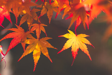  Japanese autumn beautiful colorful maple leaf.