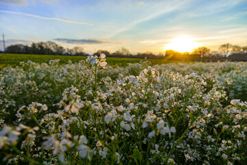 les champs fleuris de notre campagne