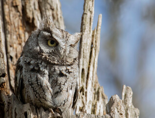 Eastern Screech Owl