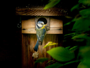 la mésange en pleine action © myriam