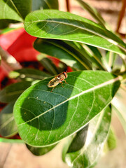 A small housefly insect sitting on a green leaf of a plant in the sun, macro photo.