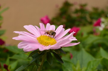 Obraz premium bee on pink flower