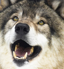 Close up of wolf face