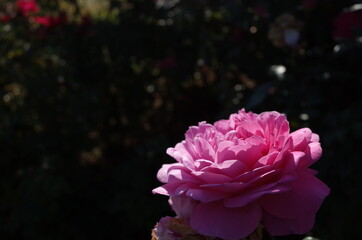 Light Pink Flower of Rose 'Orchid Romance' in Full Bloom
