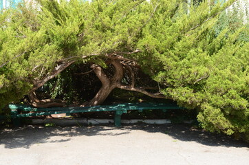 bench under a small tree.
