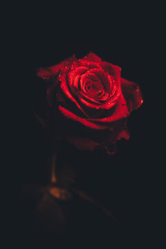 Top-view and close-up image of droplets on beautiful blooming red rose flower on black background. Valentine day concept. 