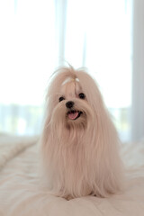 Maltese dog long hair on the bed looking a camera. Happy maltese dog in white bed room.Pet Lover concept.