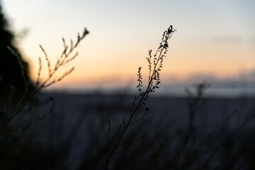 Gräser am Strand im Abendrot auf der Insel Usedom im Seebad Bansin