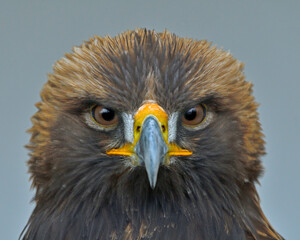 a Golden Eagle makes eye contact while captive in an aviary