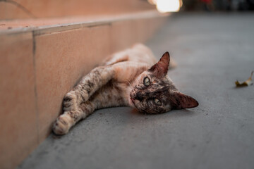 tortoiseshell cat sitting on the floor