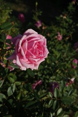 Light Pink Flower of Rose 'Overnight Scentsation' in Full Bloom

