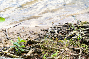 Naturschutzgebiet auf der Insel Usedom