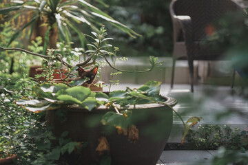 A little cat hiding on the lotus pond