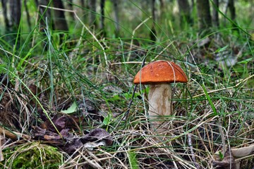 Mushroom in the forest