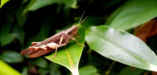 grasshopper
