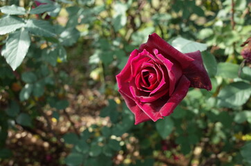 Dark Red Flower of Rose 'Papa Meilland' in Full Bloom
