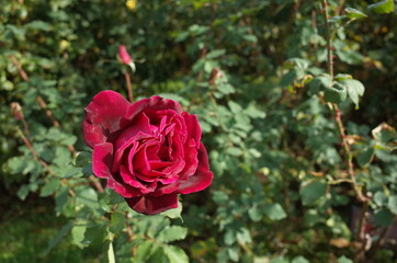 Dark Red Flower of Rose 'Papa Meilland' in Full Bloom
