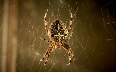 A large spider with a cross on its back sits on a web