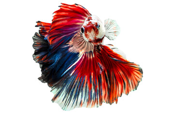 Exotic rhythmic motion movement luxury beautiful half moon long tail Betta,Siamese fighting fish Betta splendens,Thai aquatic national animals, popular fish isolated on white background.