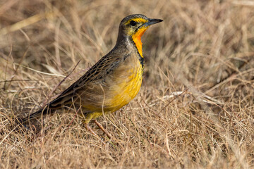 Cape Longclaw