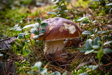 Mushroom in the grass