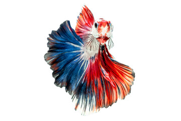 Exotic rhythmic motion movement luxury beautiful half moon long tail Betta,Siamese fighting fish Betta splendens, Thai aquatic national animals, popular fish isolated on white background.