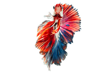 Exotic rhythmic motion movement luxury beautiful half moon long tail Betta,Siamese fighting fish Betta splendens,Thai aquatic national animals, popular fish isolated on white background.