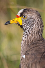 African Wattled Lapwing
