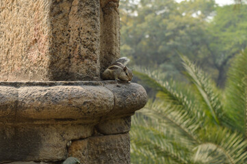 A squirrel sitting around near by pond at garden, lawn at winter foggy morning.