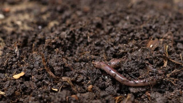 Earthworm in the soil of garden.