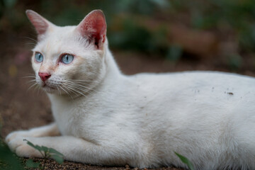A fluffy white cat sleeping on the floor