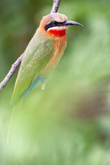 White-Fronted Bee-eater