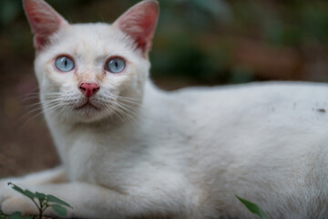 A fluffy white cat sleeping on the floor