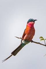 Southern Carmine Bee-eater